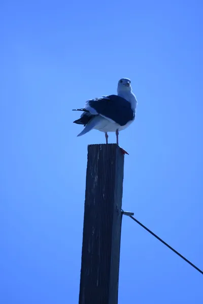 DSC_4986 (Large).JPG